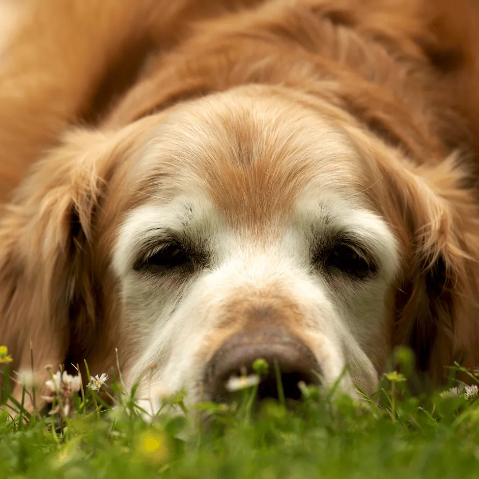 Un vieux golden retriever couché dans l'herbe, le regard tourné vers nous