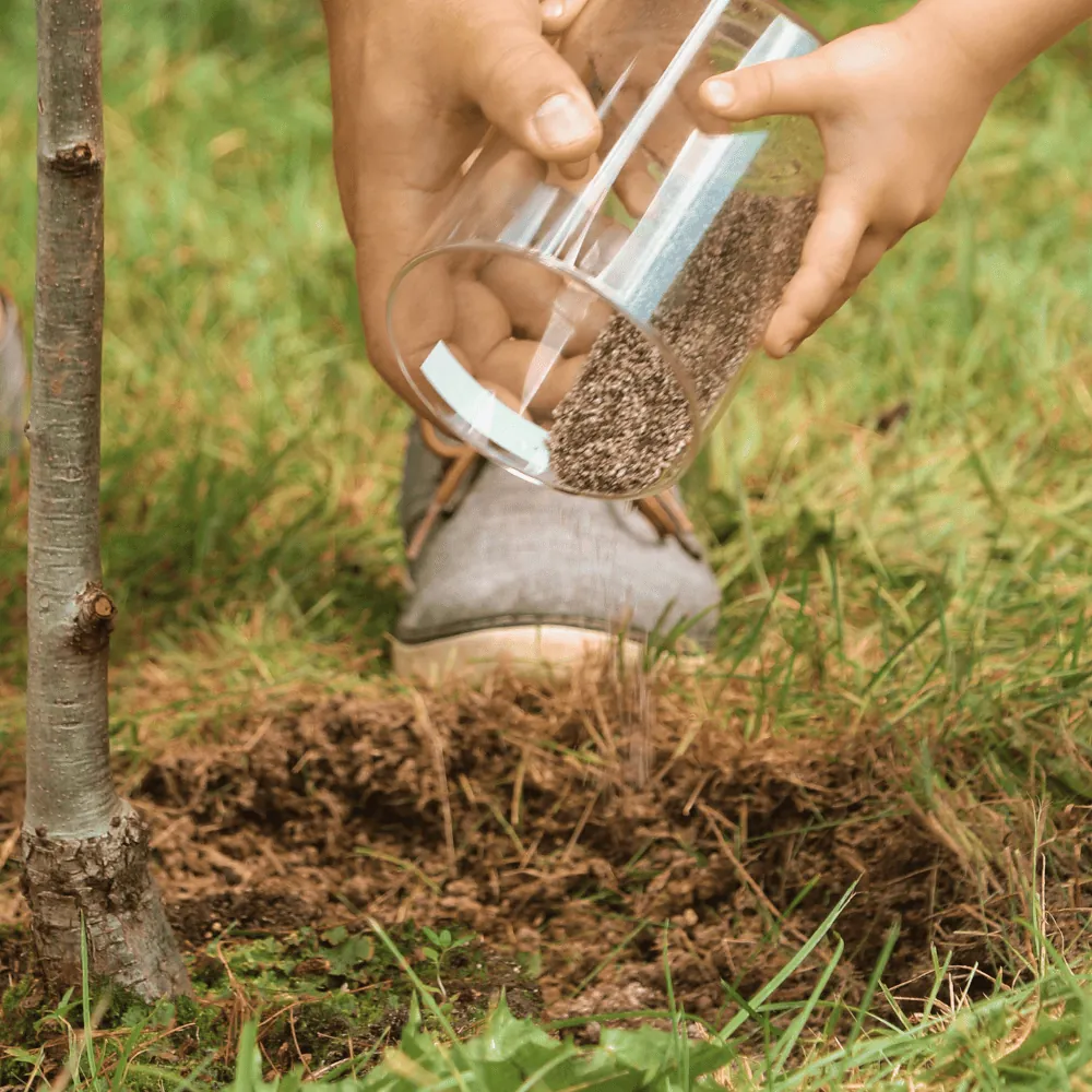 Des cendres déposées au pied d'un jeune arbre