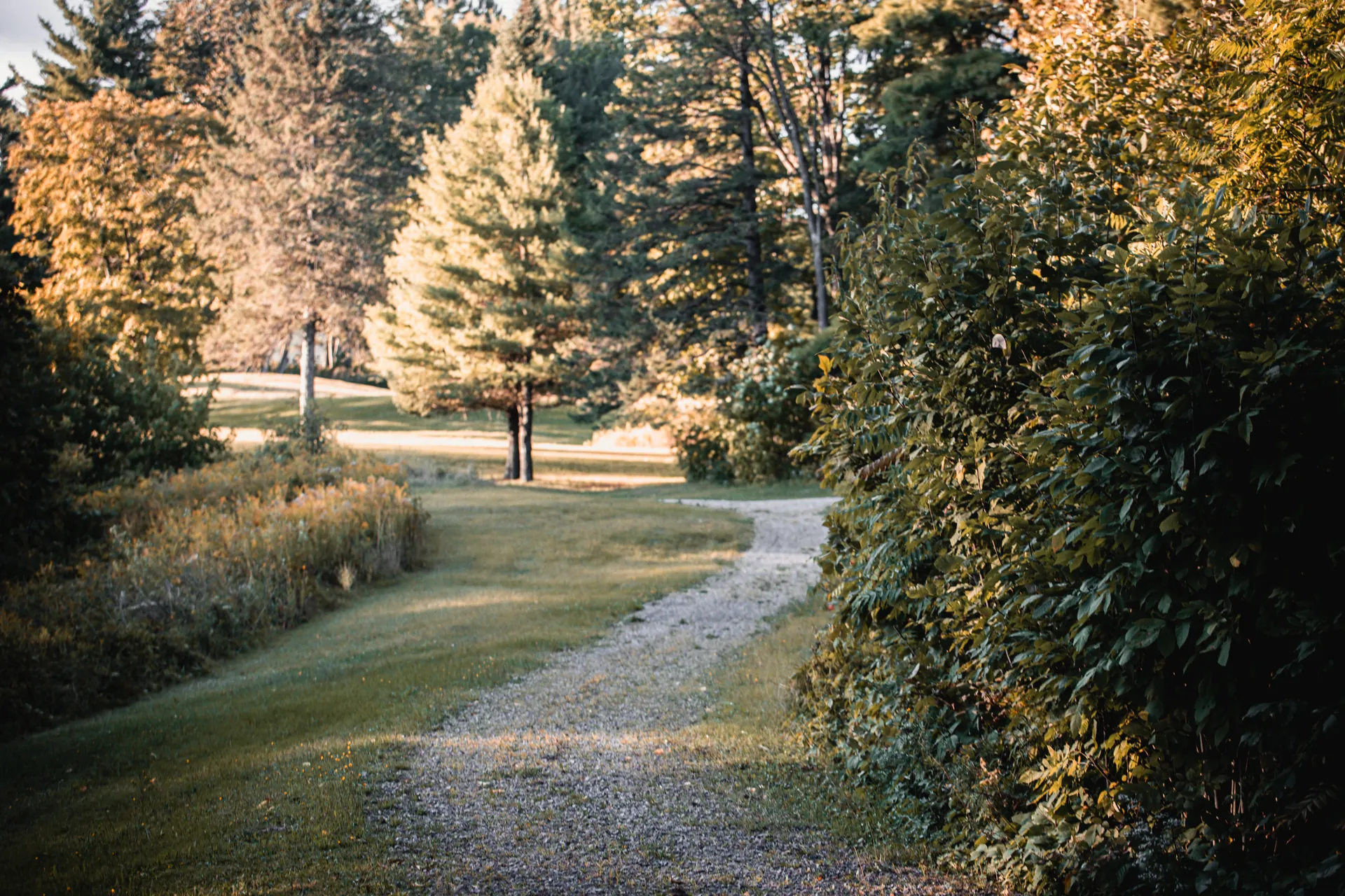 Un sentier de gravier entre les arbres