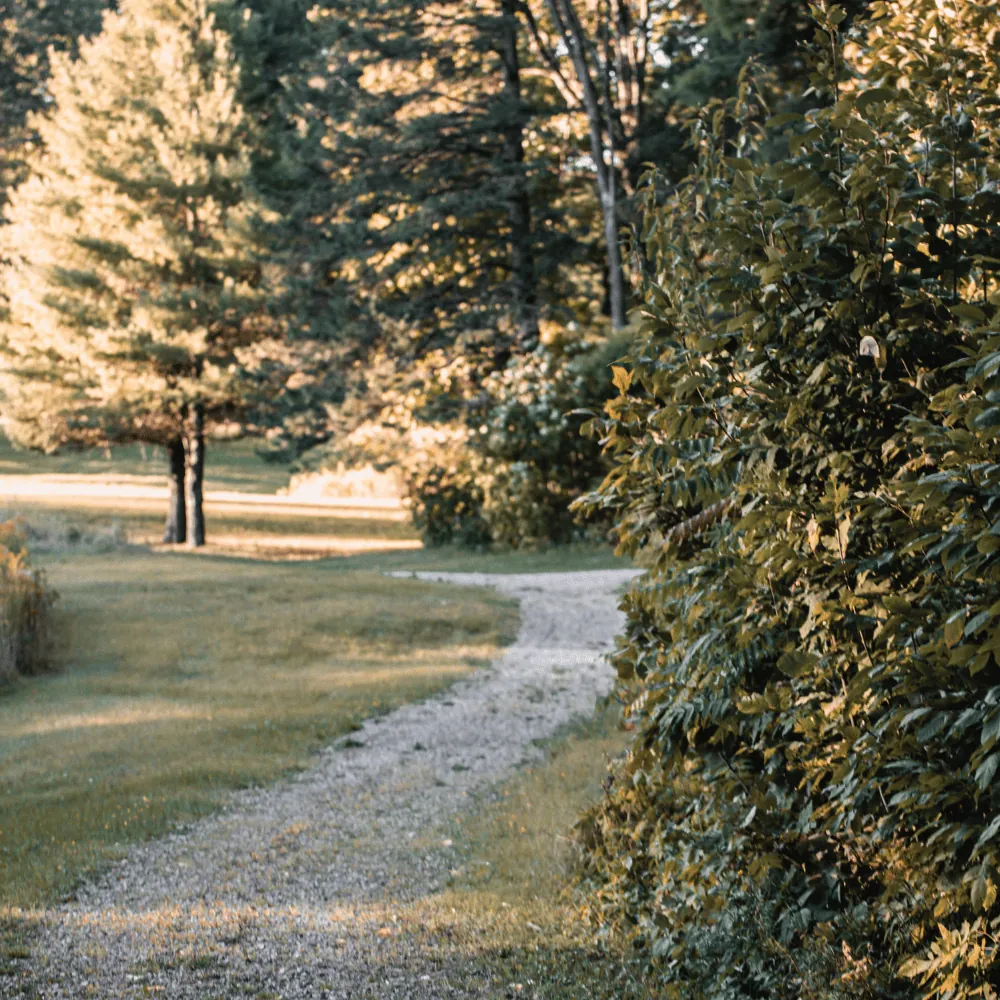 Un sentier de gravier entre les arbres