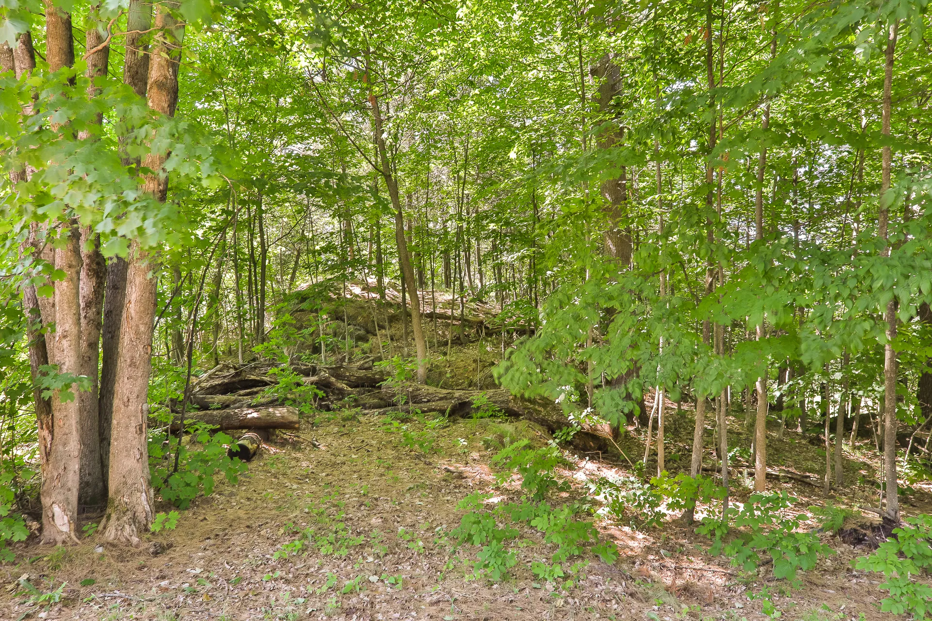 Un sentier sous les arbres du Boisé