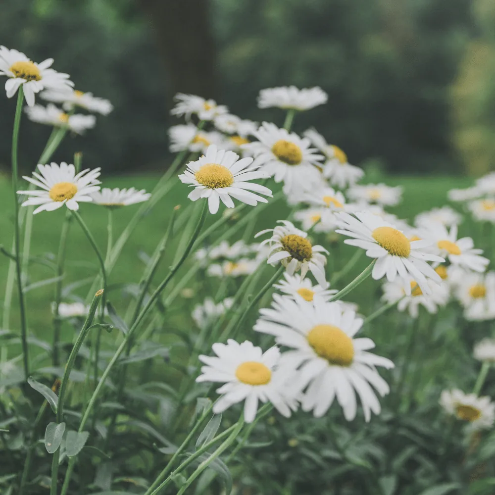 Des marguerites dans un pré