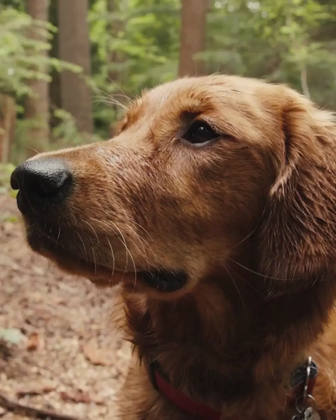 Portrait d'un chien brun dans une forêt
