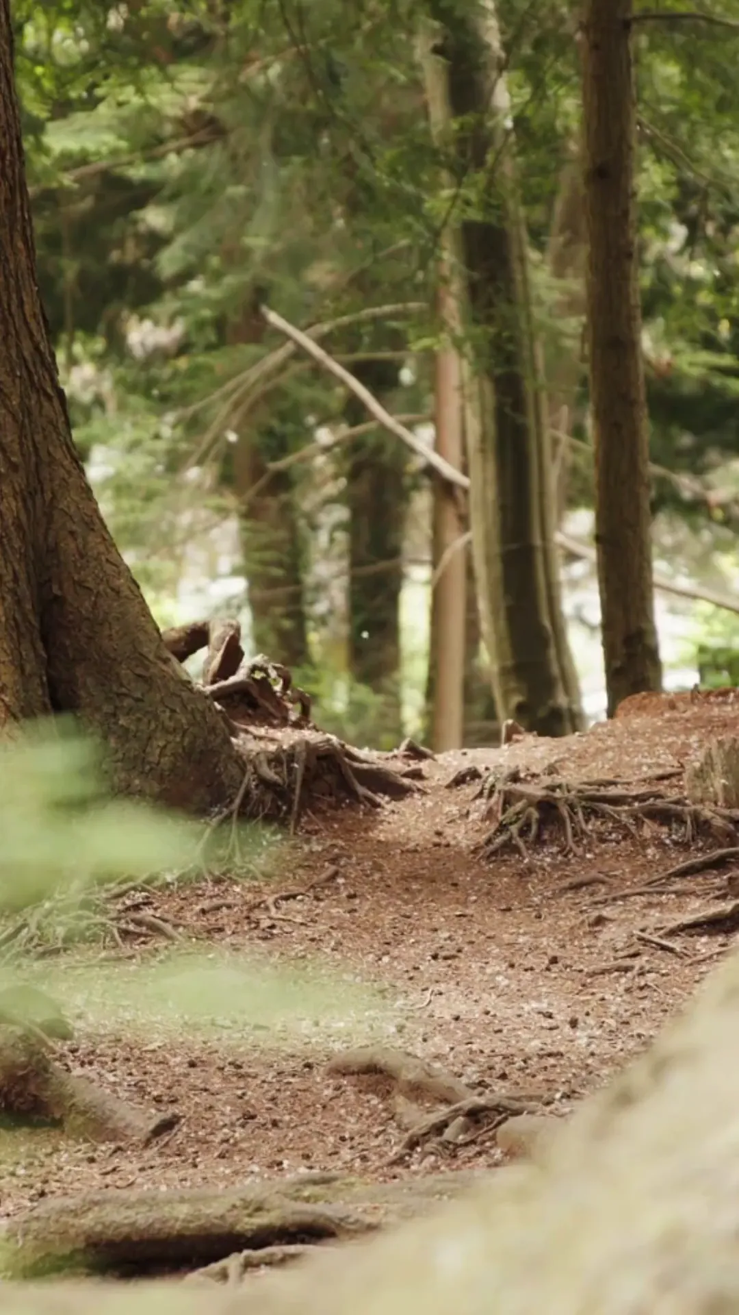 Sentier de terre entre les arbres d'une forêt ensoleillée